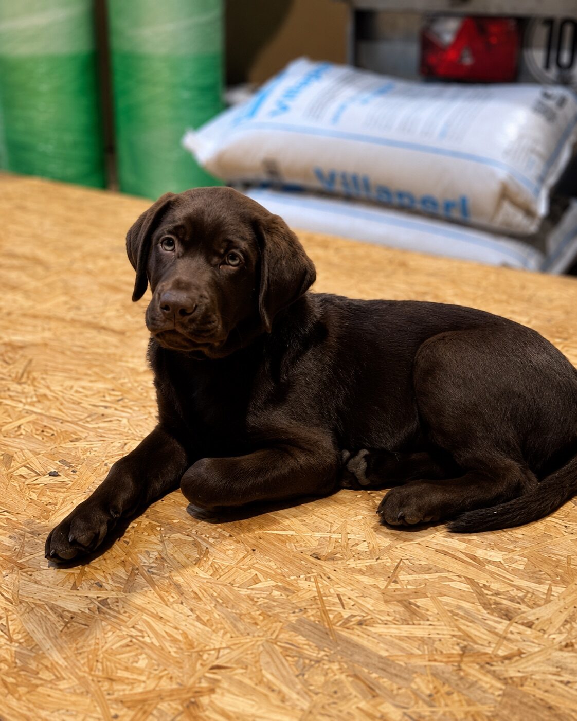 Bürohund auf einer OSB-Platte in der Werkstatt